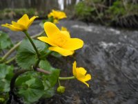 Fly Fishing on river M�e