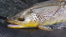 River V�h near Ru�omberok - Article