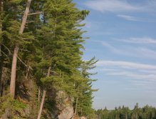 Picturesque Pine Point