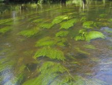 Vltava turning green
