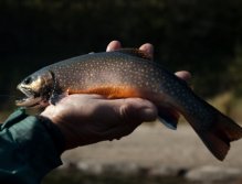 Brook Trout