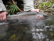 We release all fish...