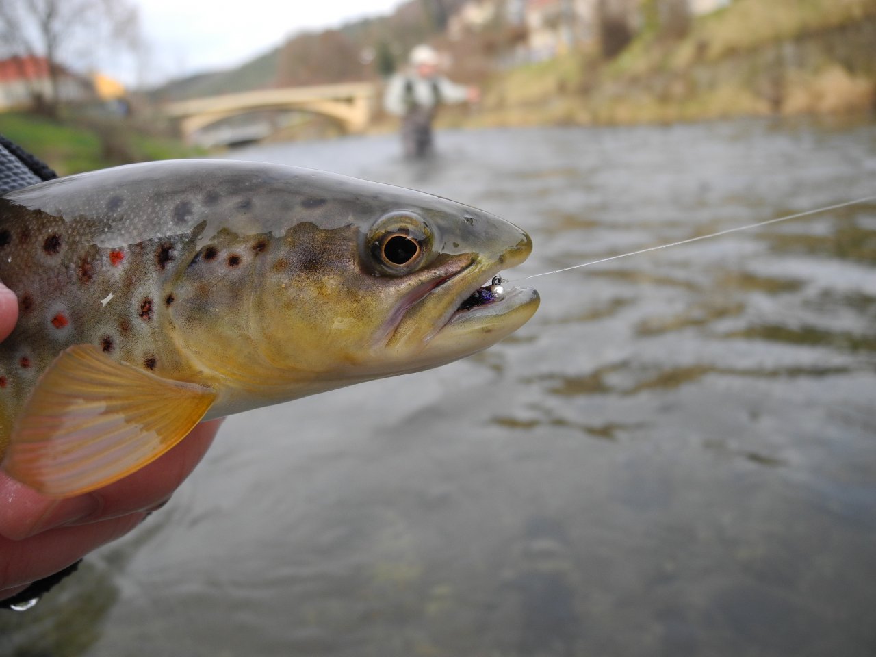 Brown trout and Black & Purple jig
