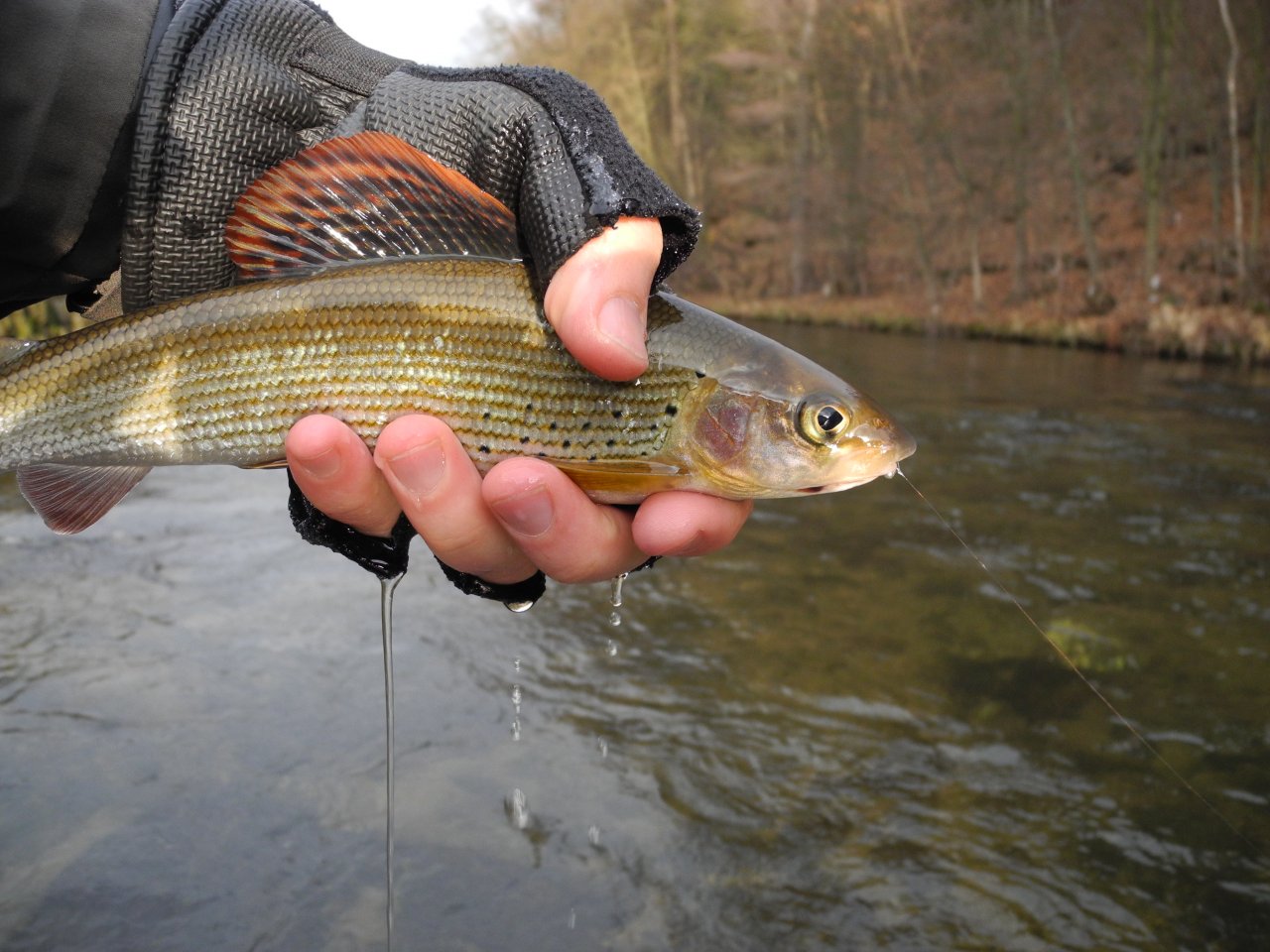 First little grayling