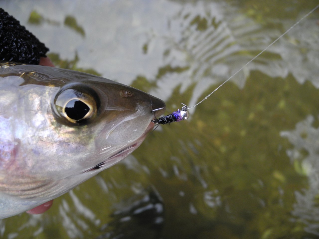 Another fly of the day