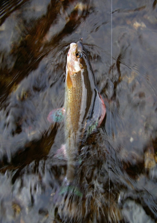 The end of the fight