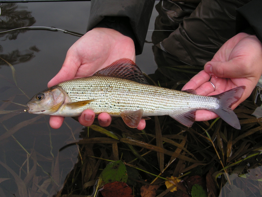 Autumn grayling