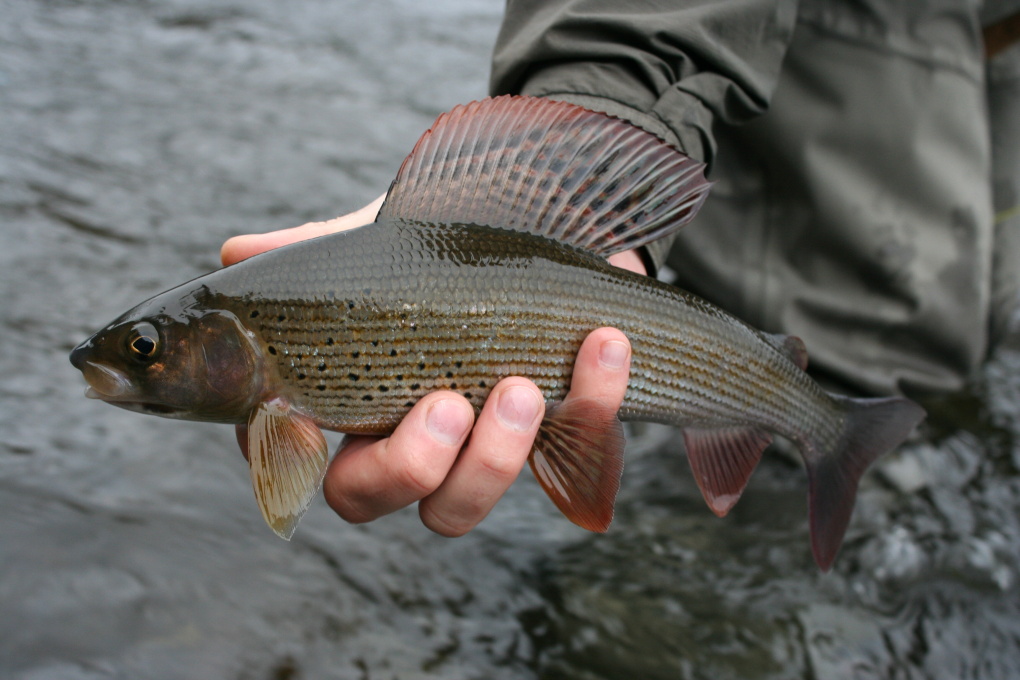 Absolutely perfect flag