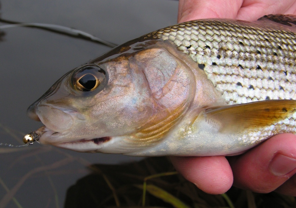 March Brown Jig in action