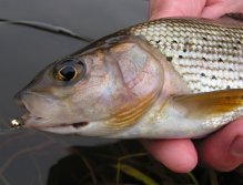 March Brown Jig in action