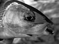 Tungsten fly collection from Hends - testing