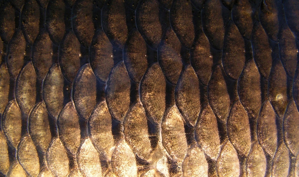 Carp skin armor.