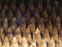 Carp skin armor.