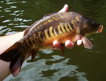 Small but absolutely gorgeous.