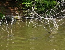 Really big live targets for my fly and big challenge!