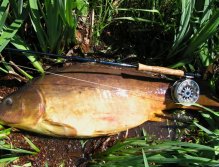 Huge mirror carp and one of my record carp on the fly - 95 cm.