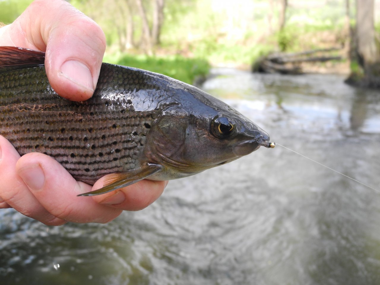 Grayling from St�ela