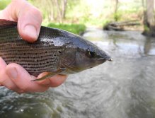 Grayling from Střela