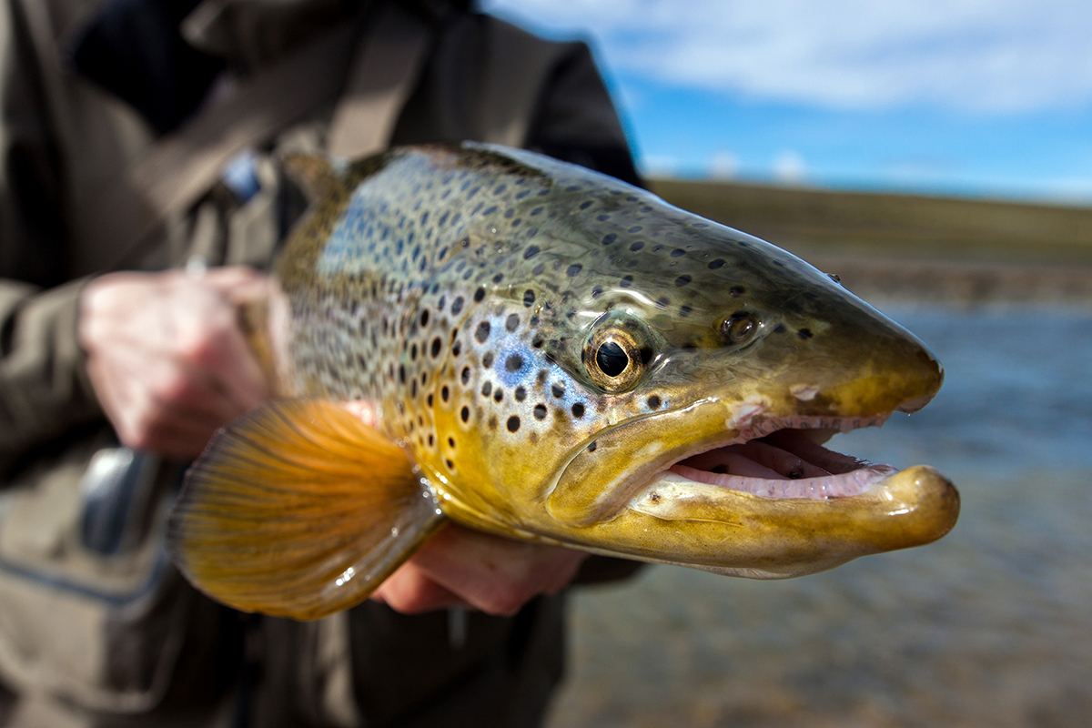 Wow... Do You See the Colors?!