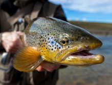 Wow... Do You See the Colors?!