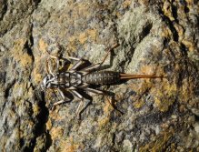 Stonefly