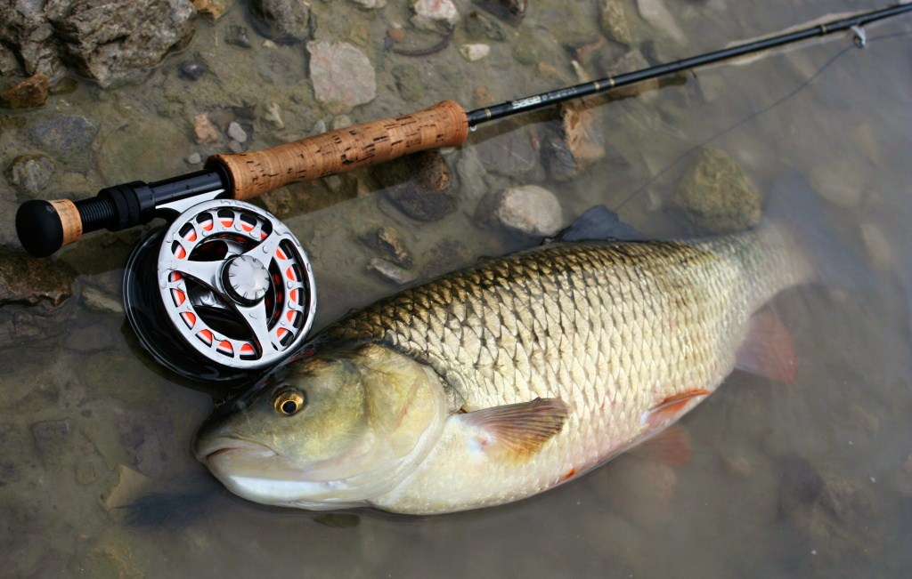 Monster chub over 60