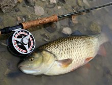 Monster chub over 60