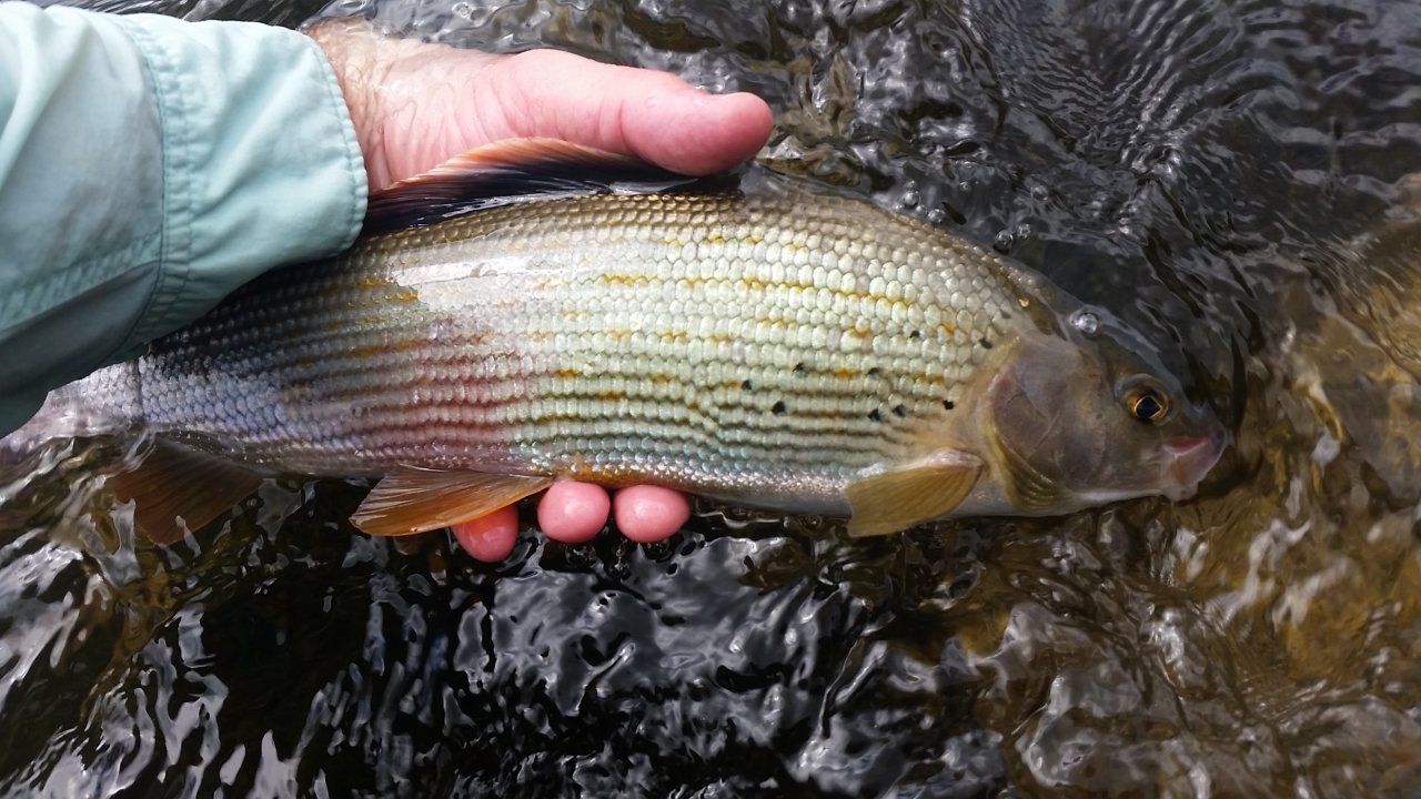 Grayling from Rev�ca