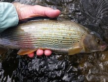 Grayling from Revúca