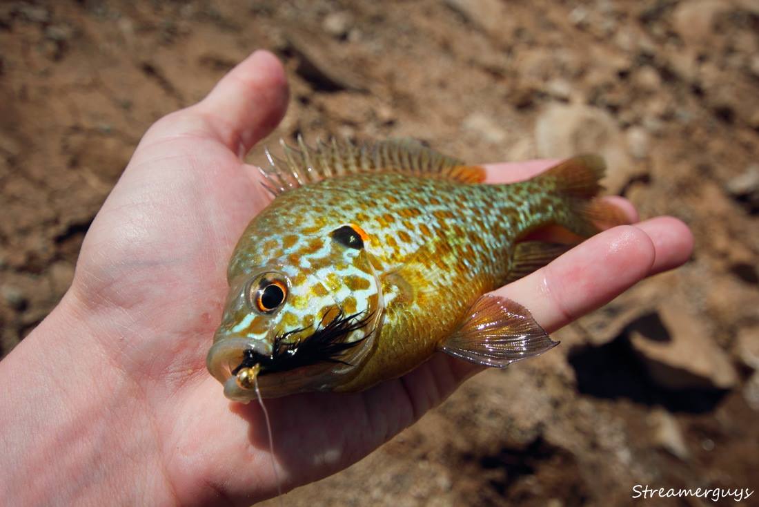 Small Sun... Another fish for your fly!