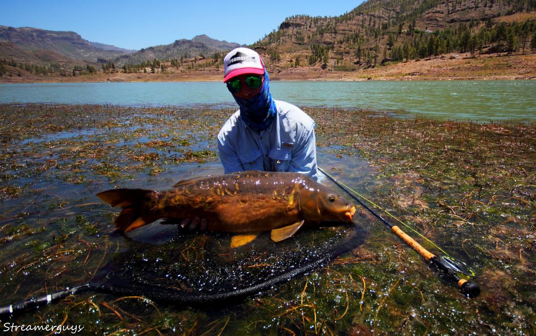 Tail boy - Canarian Mirror carp