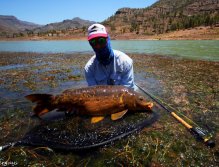 Tail boy - Canarian Mirror carp