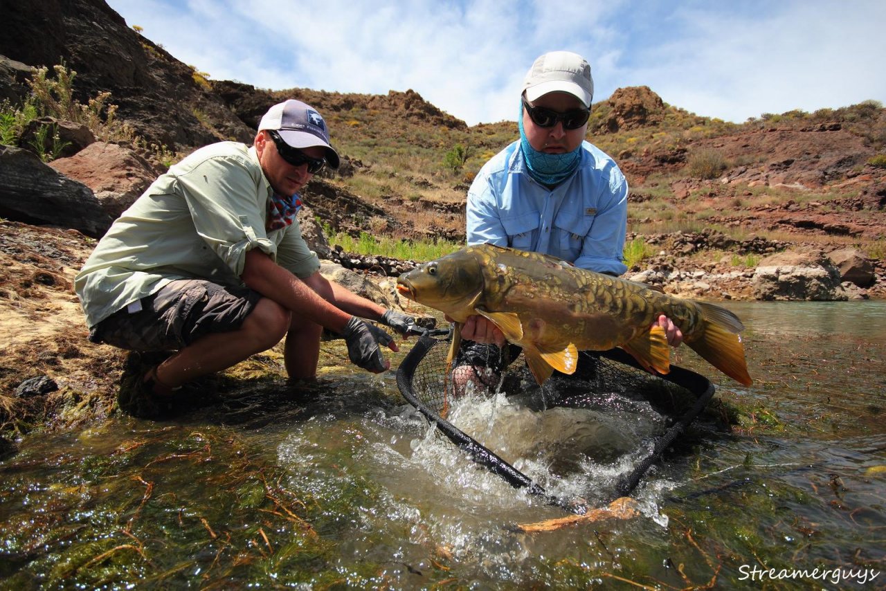 Teamwork - Beautiful mirror carp