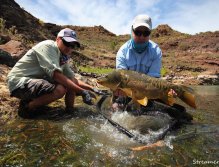 Teamwork - Beautiful mirror carp