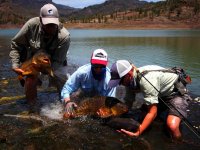 Gran Canarian Carp by StreamerGuys