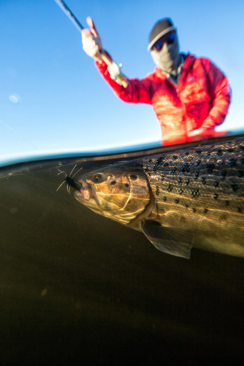 Girdle Bug in action