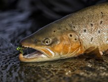 Trout & Fly