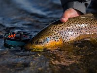 Rio Gallegos Sea Trout, South Patagonia