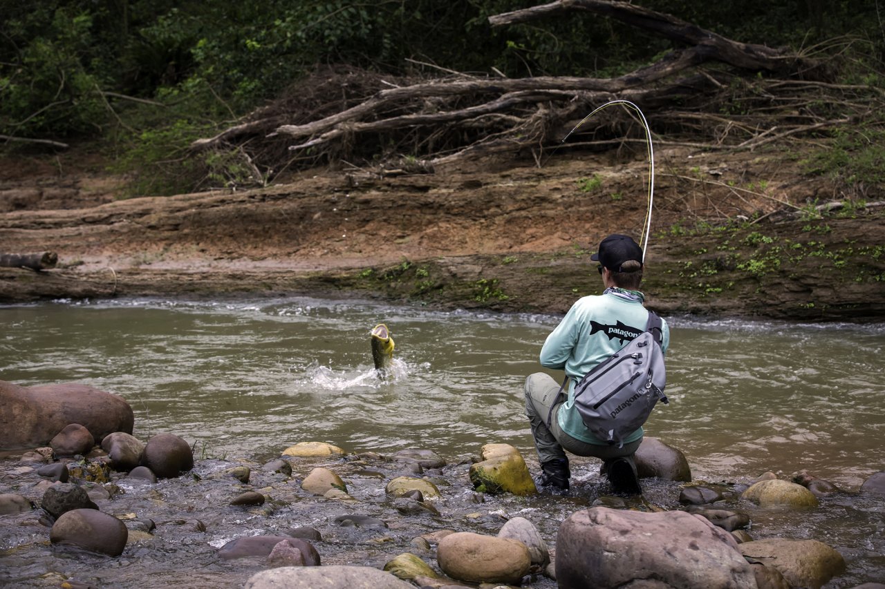 Jumping golden dynamite