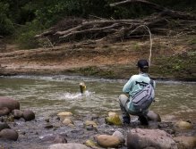 Jumping golden dynamite