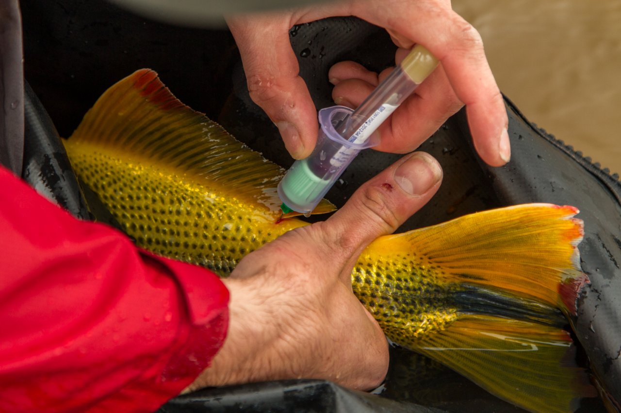 Blood sampling for scientific purposes