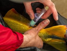 Blood sampling for scientific purposes