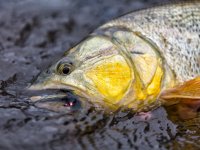 Searching For A Gold In The Jungle