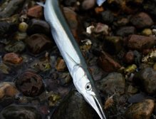 Danish garfish on the fly