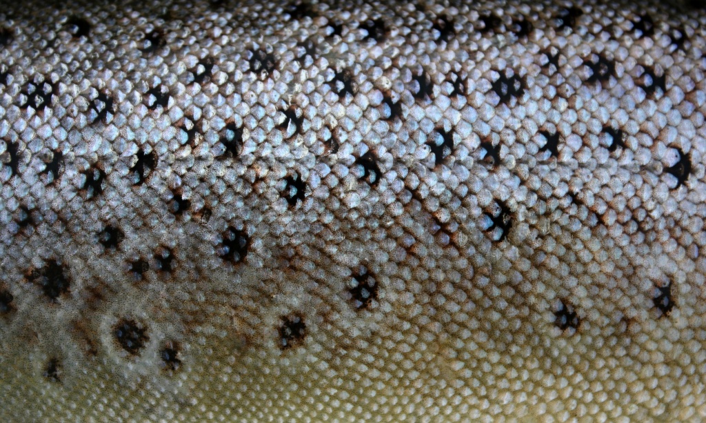 Sea trout spotted skin