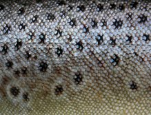 Sea trout spotted skin