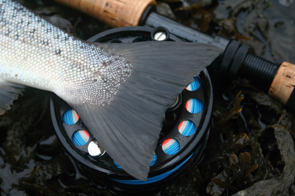 Perfect tail & Danielsson Original 2W