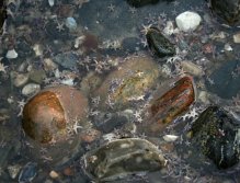 Small Danish starfish