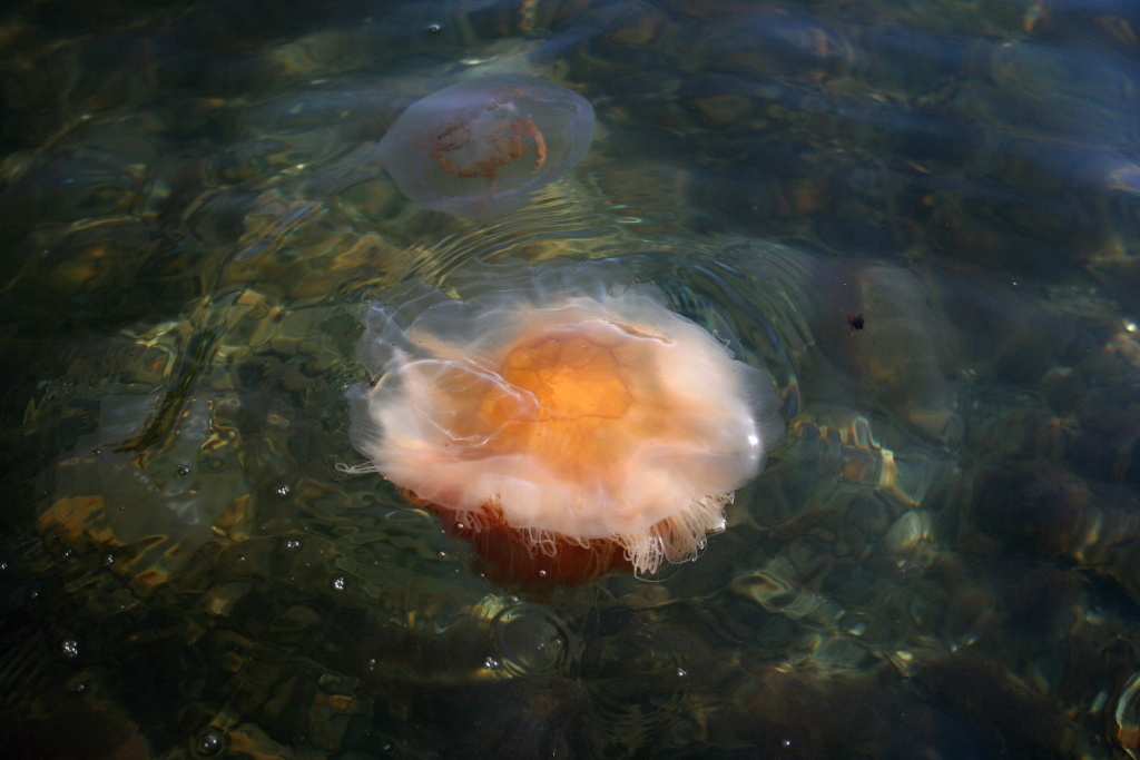 Jellyfish everywhere