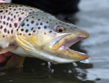 The head of a nice sea trout